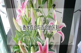 水稻恶苗病的症状及防治方法