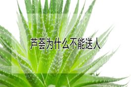 鲜嫩玉米+水稻高效种植模式