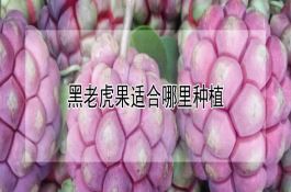 屯玉27号玉米