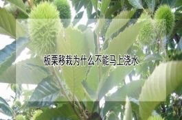 七月份水稻病虫害的防治