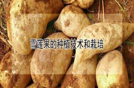 早熟高产多抗玉米吉东20号特征特性及优质高产栽培技术