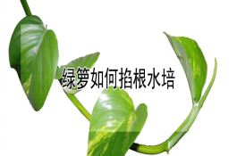 杂交玉米――M9