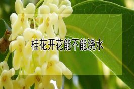 小拱棚番茄、辣椒、大白菜三种三收