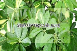 明年小麦怎样夺高产