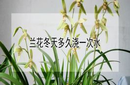 玉米粗缩病及其防治技术