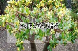 茄子摘叶可增产（实施摘叶要二看）