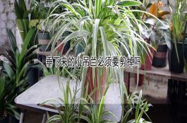 番茄制果丹皮的技术