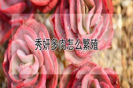 水稻“籼糯间种”高产栽培技术 水稻“籼糯间种”高产栽培技术