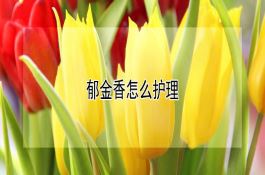 甘薯瘟的识别与防治