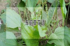 小麦种用草木灰贮藏好