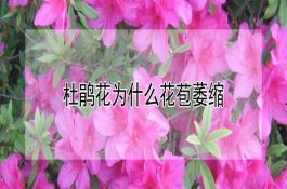 花生锈病发生防治（1）