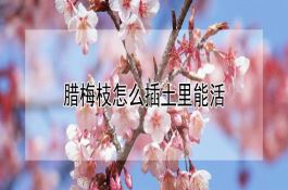 玉米秸秆的揉丝青贮方法