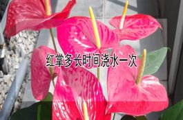 免耕抛秧水稻如何进行水分管理?
