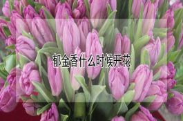 郁金香什么时候开花（详解）