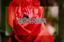 玫瑰花冬天怕冻吗 玫瑰花冬天怕冻吗