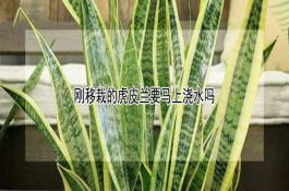 玉米田除草双增混的效果好