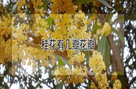玉米新品种（－－丹玉501号）