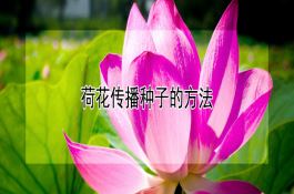荷花传播种子的方法(详解) 荷花传播种子的方法(详解)