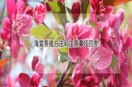 海棠养殖方法和注意事项四季 海棠养殖方法和注意事项四季
