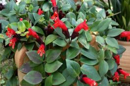 使用哪些农药花卉易发生药害