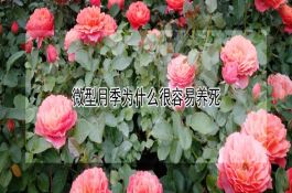 多用途玉米新品种-承单22号