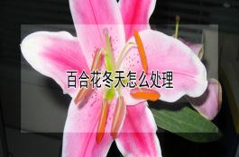 粳稻新品种（郑稻18号）