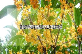 水稻超高产栽培技术示范取得成功