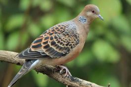 抓好中稻田病虫害防治