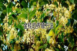 黄瓜线杂1号