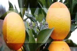 甜玉米病虫害及杂草防治