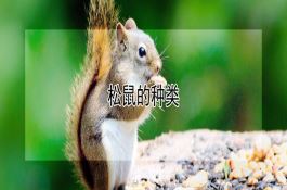 涂薯43－14（甘薯）