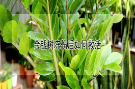 黄瓜瓜条发黄的防治