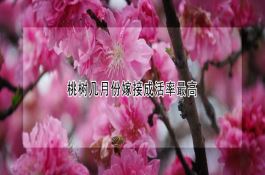 燕麦叶枯病