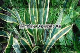 玉米草害防治技法