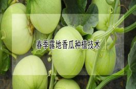 小麦优良品种（郑麦004）