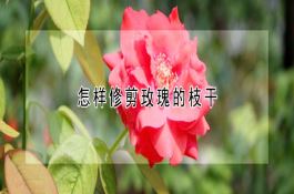 怎样修剪玫瑰的枝干 怎样修剪玫瑰的枝干