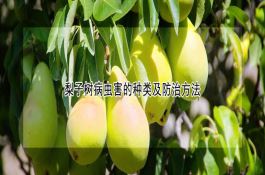 小麦冬季抗旱浇灌应注意的问题