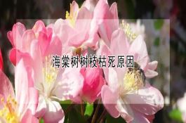 海棠树树枝枯死原因 海棠树树枝枯死原因