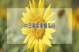 向日葵需要醒花吗
