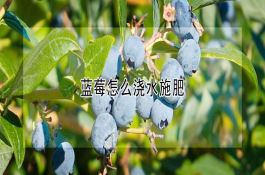 夏玉米铁茬播种的优点