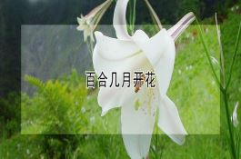 春番茄早熟栽培需重管护