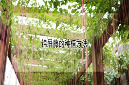 巧治中稻中和后期的病虫害