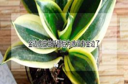 浅谈玉米的综合利用