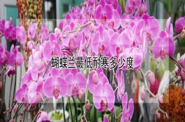 甜玉米品种(中甜2号)