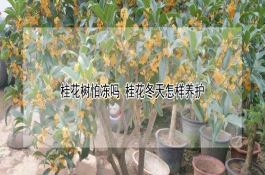 桂花树怕冻吗（桂花冬天怎样养护）