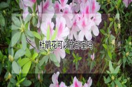 小麦锈病有些年份春季为什么会流行？