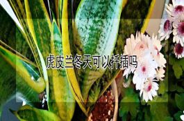 春播白菜技术要点及效益分析