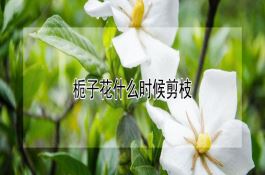 玉米新杂交种春油1号