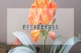 鲁宁4号(玉米)
