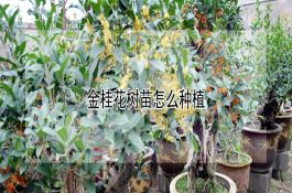 天府11号(花生)